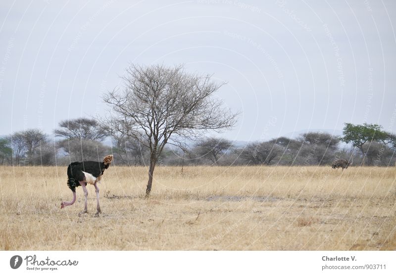 Separate ways Nature Animal Cloudless sky Summer Beautiful weather Tree Grass National Park Tarangire National Park African Wild animal Ostrich Rooster 2