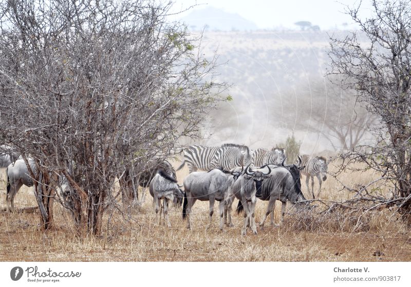 raise dust Nature Animal Summer Tree Wild plant National Park Tarangire National Park Africa Steppe Wild animal Gnu Zebra Group of animals Herd To feed Going