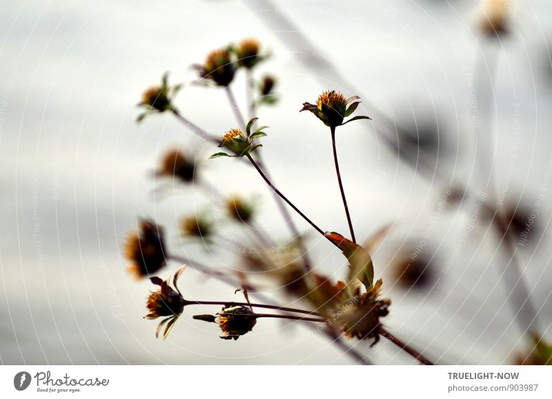 Ausblüht - Where Have All The Flowers Gone... Nature Plant Water Autumn Beautiful weather Fog Grass Leaf Blossom Foliage plant Wild plant Waves River bank Lake