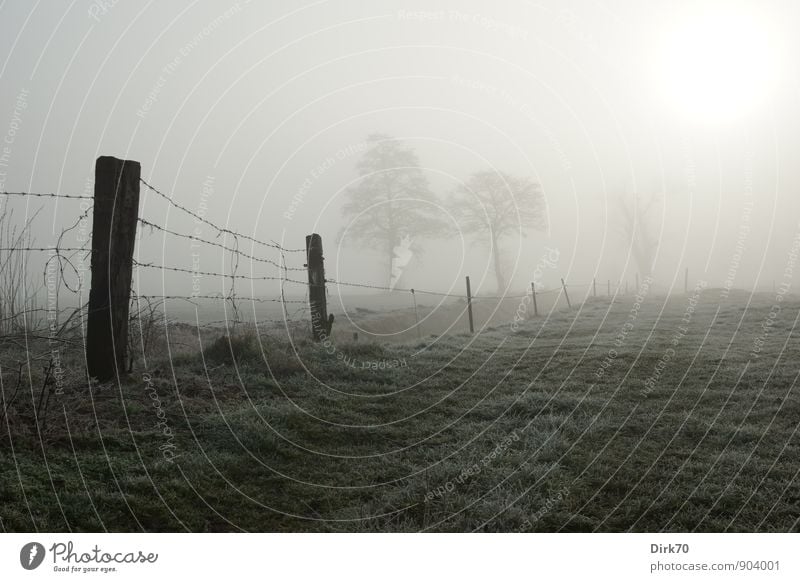 winter meadow distance Agriculture Forestry Environment Nature Landscape Sun Sunrise Sunset Sunlight Winter Fog Ice Frost Tree Grass Meadow Field Pasture