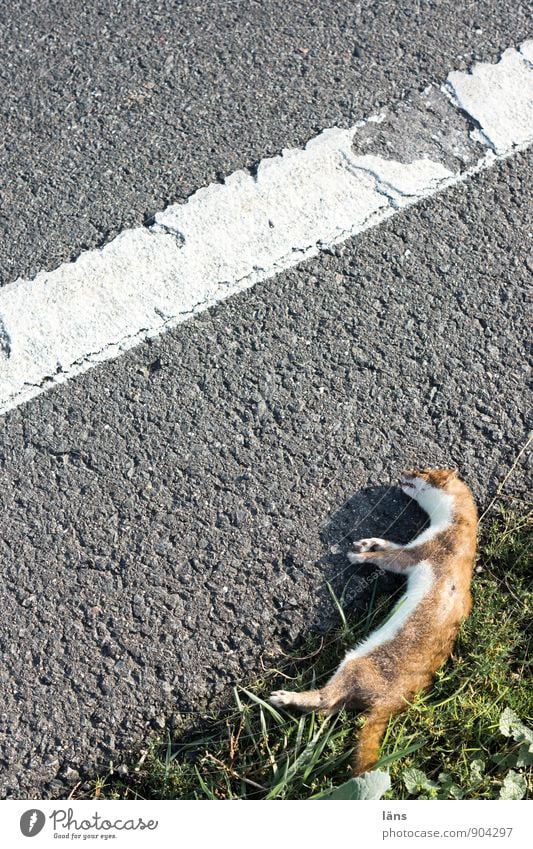 evicted Grass Transport Traffic infrastructure Road traffic Street Lanes & trails Lane markings Traffic lane Animal Wild animal Dead animal ermine weasels 1