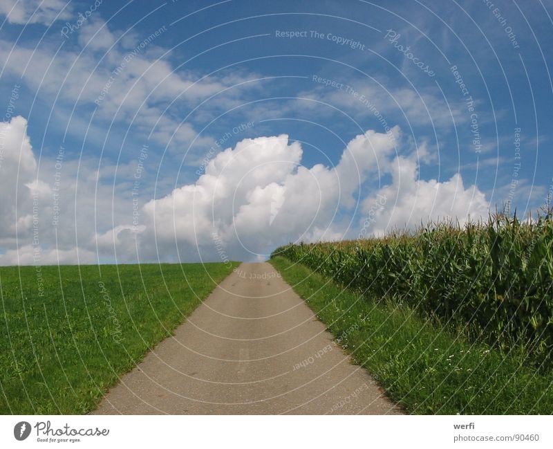 The way goes on Clouds Horizon Hope Future Release Think Thought Exterior shot Meadow Maize field Sky Summer Trust Lanes & trails Landscape Target Life Bright
