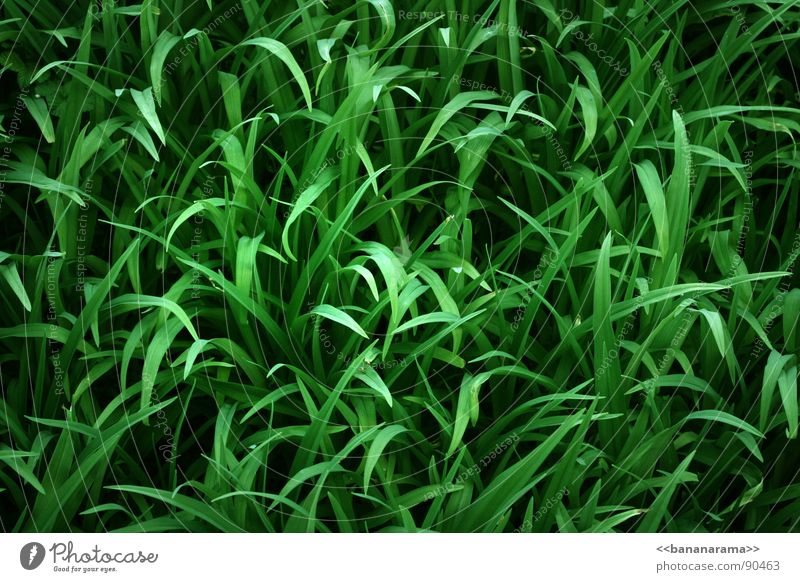 GreenGrass Meadow Blade of grass Common Reed Garden Park Nature Lawn Plant