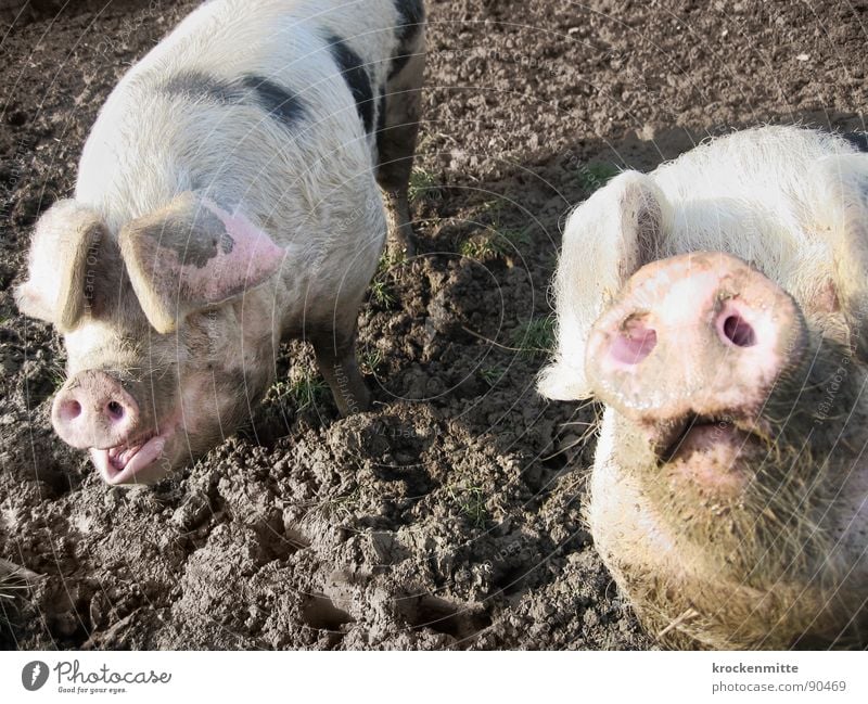 Piggeldy and Frederik Looking Happy Animal Dirty Curiosity Pride Swine Sow Good luck charm Snout Pigsty Farm Mammal In pairs Pair of animals Vision Pig's ear