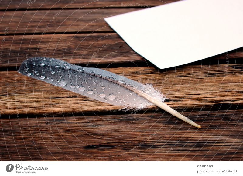 Wet feather Write Table Study Art Artist Water Drops of water Rain Feather Stationery Paper Quill Wood Draw Sadness Old Brown Calm Grief Lovesickness Longing