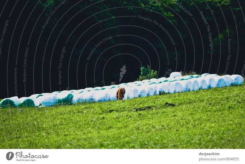 Grazing cow pile green meadow and many white wrapped straw bales, diagonal day of the cow Joy Relaxation Vacation & Travel Hiking Landscape Summer