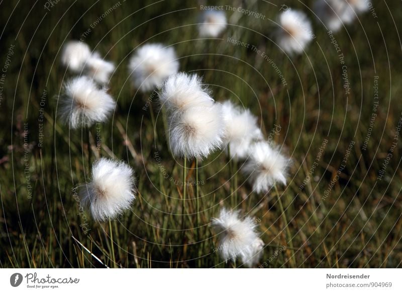 Puschels Life Senses Calm Nature Landscape Plant Summer Grass Wild plant Bog Marsh Friendliness Fresh Natural Green White Warm-heartedness Moody Cotton grass