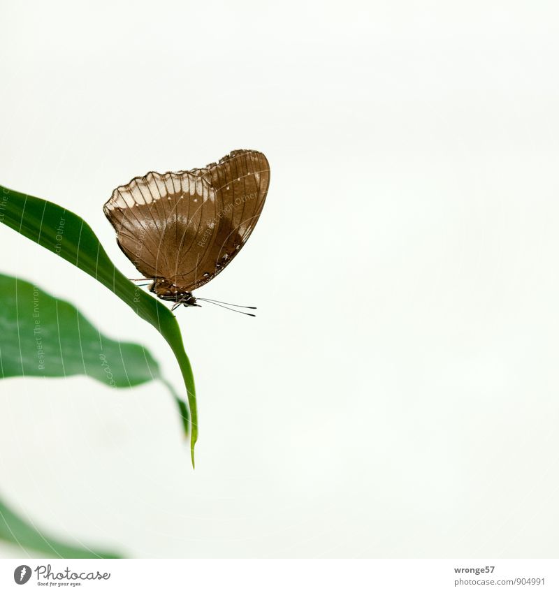 quiet zone Leaf Foliage plant Animal Butterfly Insect 1 Beautiful Brown Green Exotic Delicate Colour photo Subdued colour Interior shot Close-up Deserted