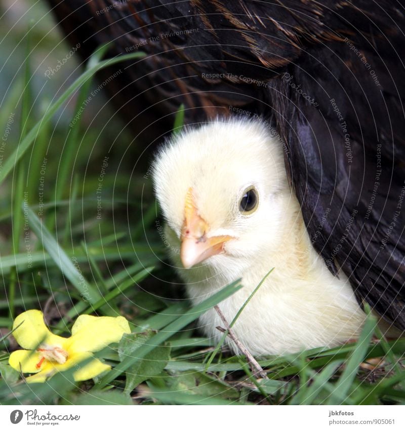 security Nature Animal Pet Farm animal Chick Barn fowl 1 Baby animal Blonde Beautiful Safety (feeling of) Protect Mother hen Feather Egg Exceptional Cute