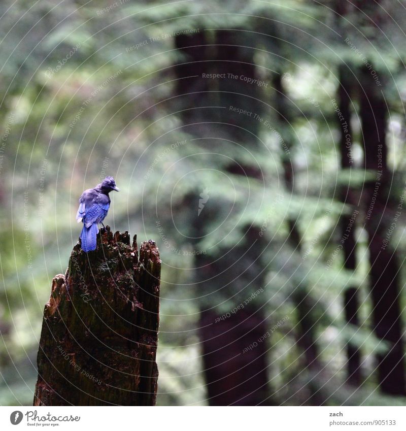 Funny bird Landscape Summer Autumn Plant Tree Coniferous trees Coniferous forest Forest Canada North America Animal Wild animal Bird Wing Steller's Jay Blue Jay