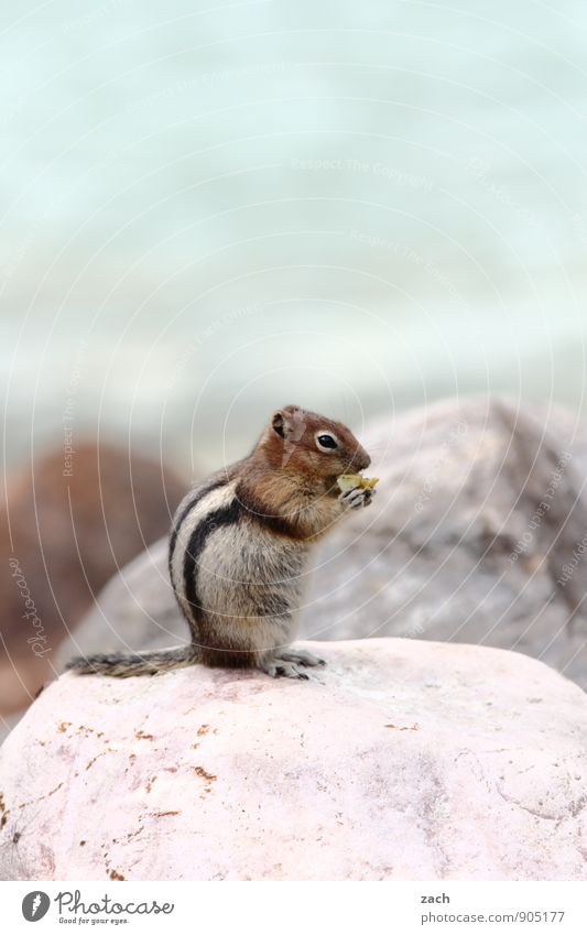 breakfast Far-off places Animal Wild animal Animal face Pelt Claw Paw Tails Eastern American Chipmunk Squirrel Stone Eating To feed Feeding Cute Blue Brown