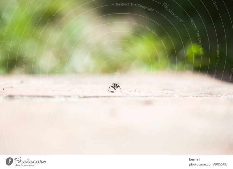 Facing the jungle Animal Wild animal Ant Insect 1 Sit Wait Small Green Calm Individual loner Loneliness Observe Colour photo Subdued colour Exterior shot