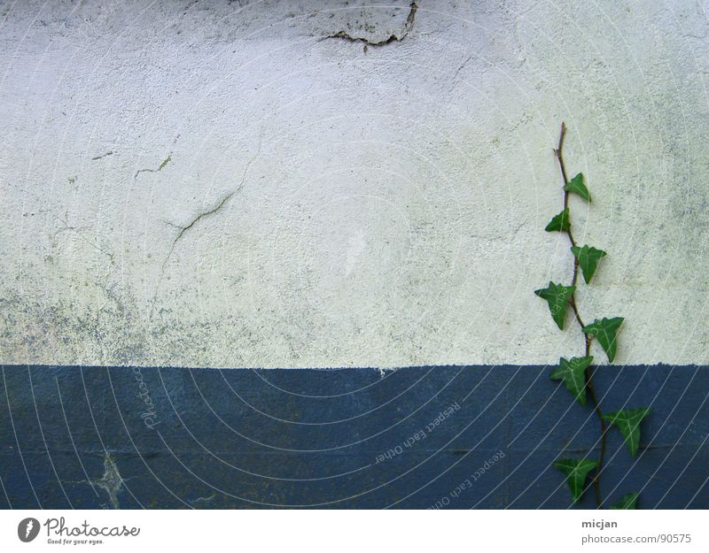 MauerLove Ivy Plant Green White Wall (barrier) Wall (building) Painted Growth Linearity Graphic Earmarked Stalk Leaf Structures and shapes Places