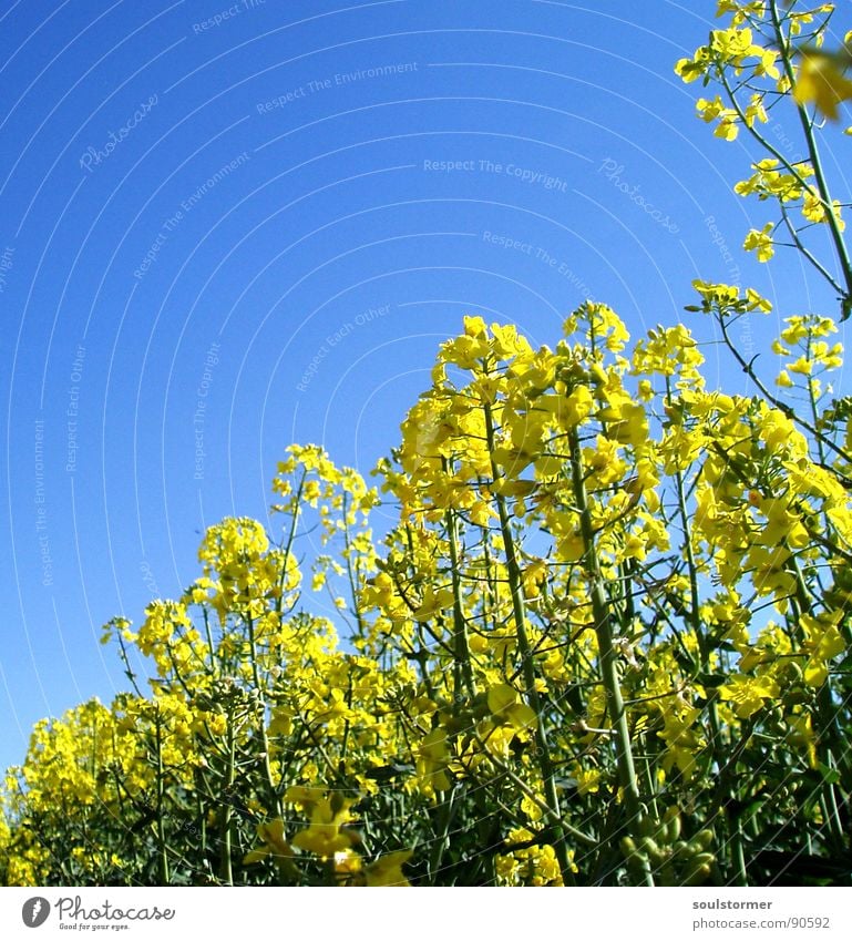 La colza I Canola Plant Yellow Green Spring Field Canola field Agriculture Honey Bee Blossom Flower Ecological Worm's-eye view Under Knee Oil Blue Americas Sky
