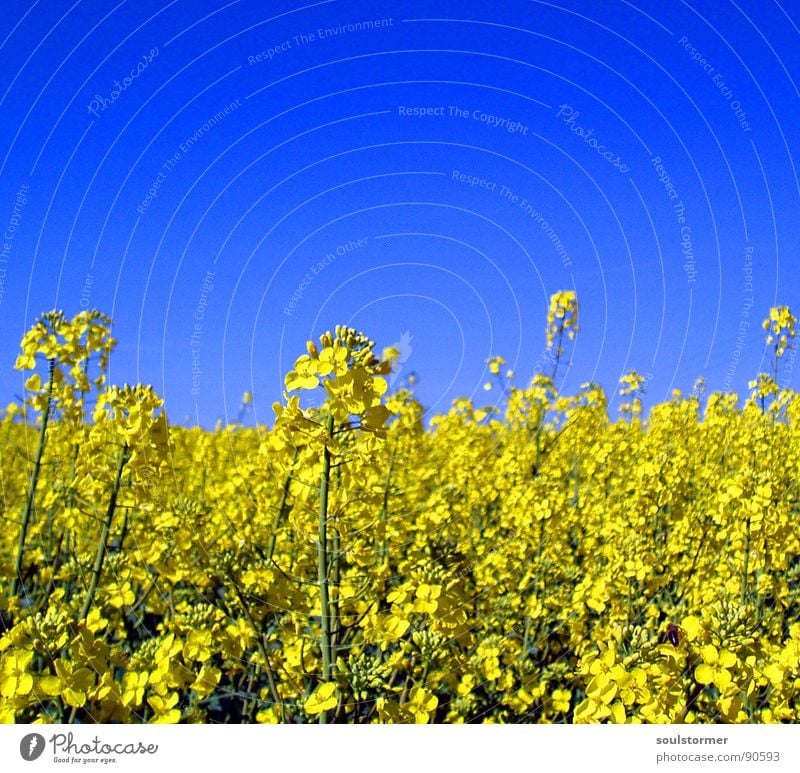 La colza II Canola Plant Yellow Green Spring Field Canola field Agriculture Honey Bee Blossom Flower Ecological Depth of field Middle Oil Blue Americas Sky