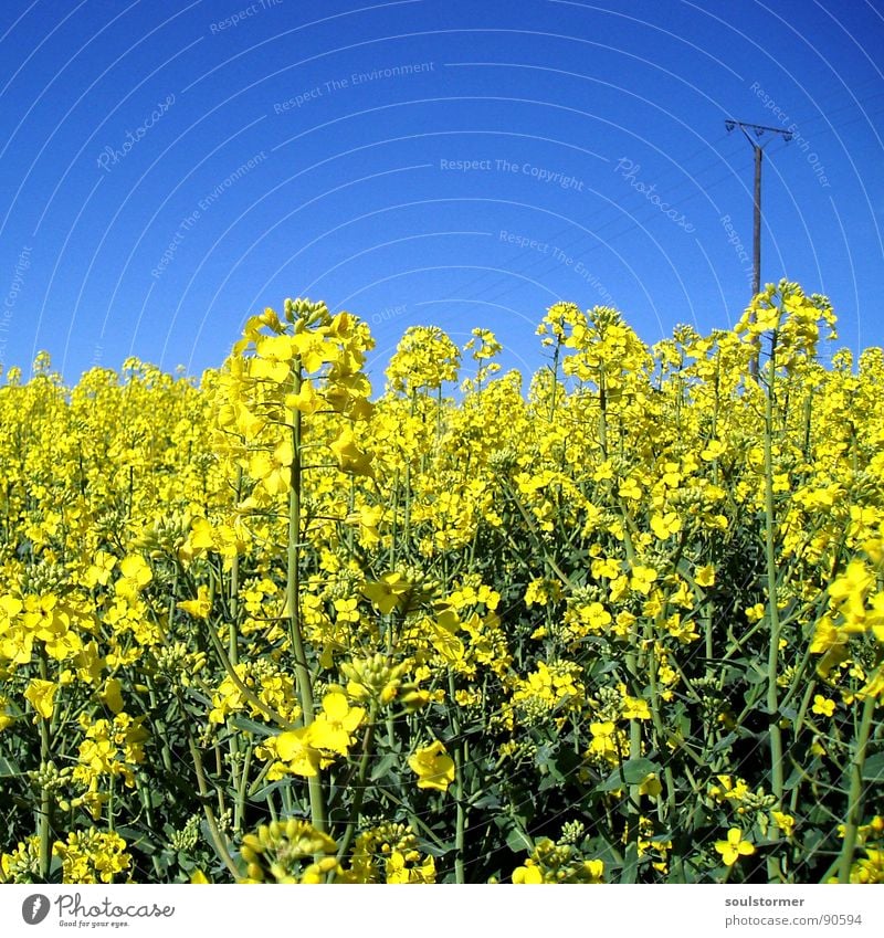 La colza III Canola Plant Yellow Green Spring Field Canola field Agriculture Honey Bee Blossom Flower Ecological Electricity pylon Square Oil Blue Americas Sky