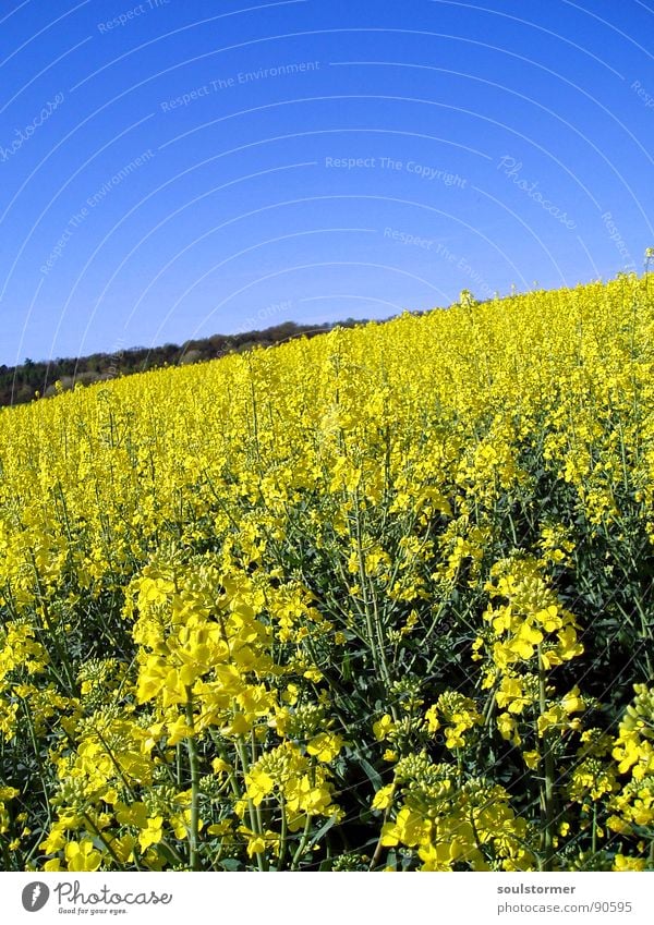 La colza IV Canola Plant Yellow Green Spring Field Canola field Agriculture Honey Bee Blossom Flower Ecological Forest Oil Blue Americas Sky Beautiful weather