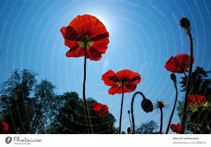 poppy seed Poppy Corn poppy Red Summer Spring Flower Blossom Light blue Cyan Silhouette Sun Sky Perspective Blue Beautiful weather Bud Nature Illuminate