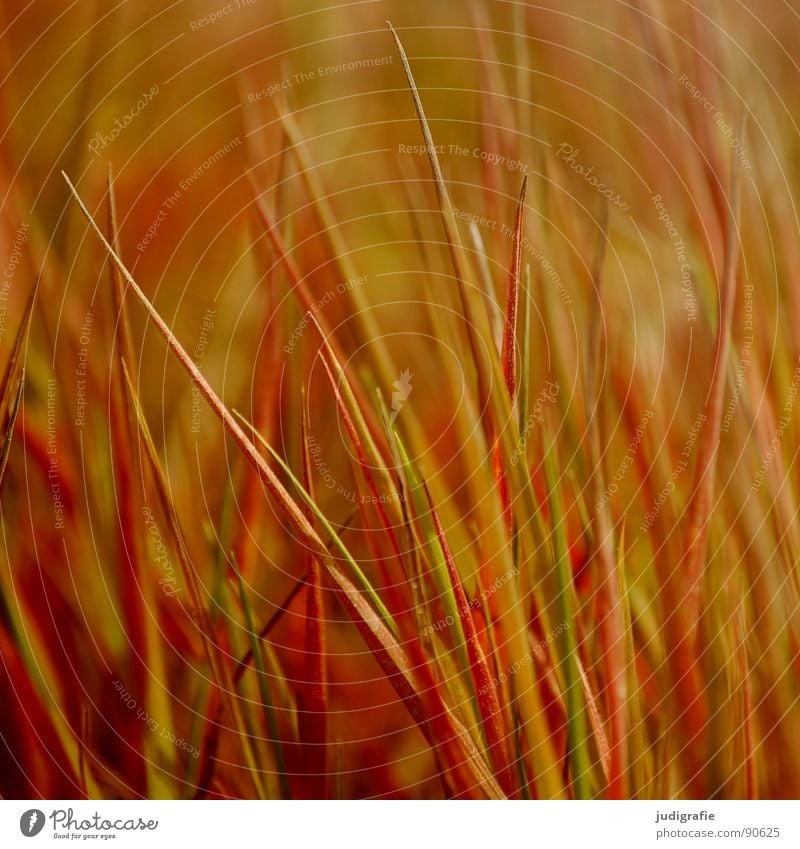 grass Grass Meadow Yellow Stalk Blade of grass Summer Wind Nature Gold Orange Line Structures and shapes tufts Point