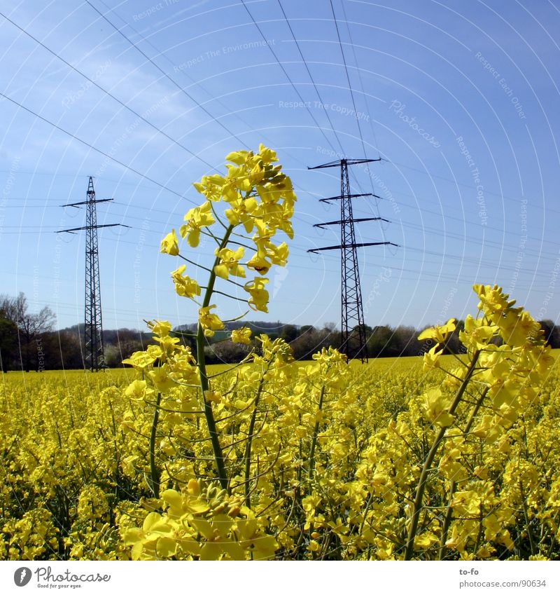 biodiesel Canola Plant Yellow Green Spring Field Canola field Bio-diesel Ecological Renewable raw materials Agriculture Honey Bee Blossom Oil Americas
