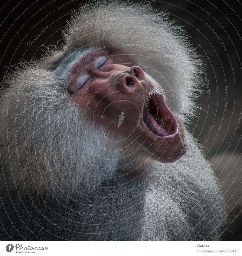 tired ... Wild animal Animal face Zoo Cool (slang) Baboon Monkeys Fatigue Animal portrait