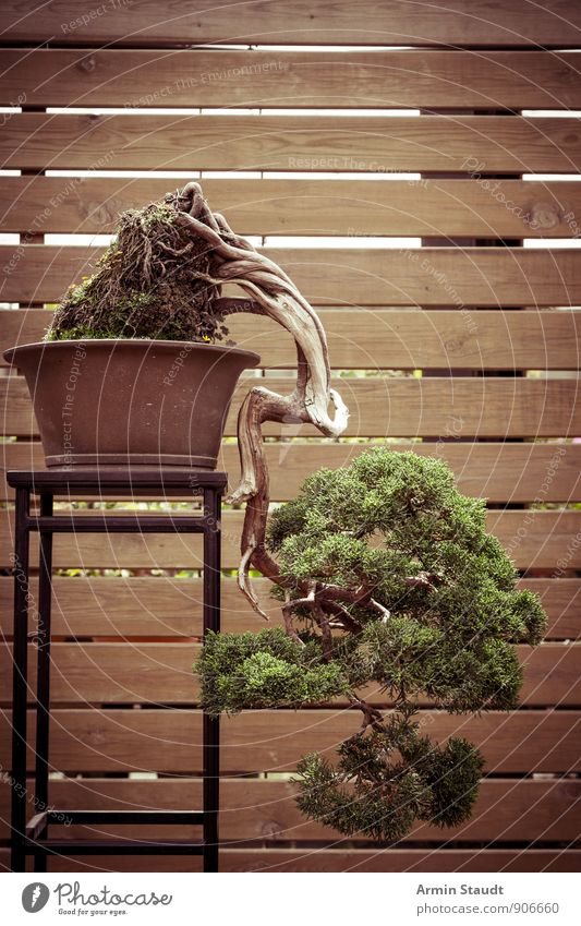 BONSAI! Animal Summer Plant Tree Bonsar Pine Wooden fence Wooden wall Old Stand Growth Esthetic Authentic Exceptional Beautiful Brown Green Moody Power Truth