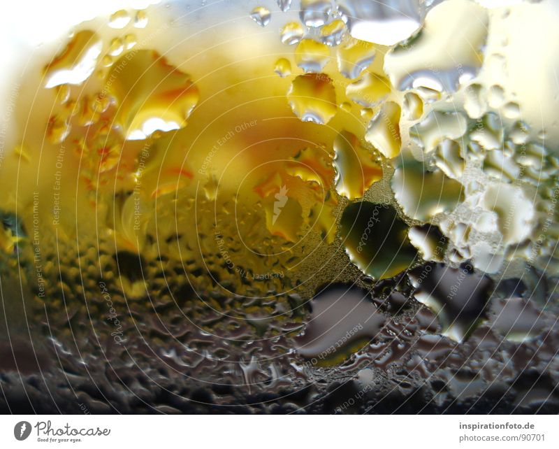 the other day in the shower Drops of water Pane Yellow Green Black Reflection Macro (Extreme close-up) Close-up Water Window pane steamed-up window