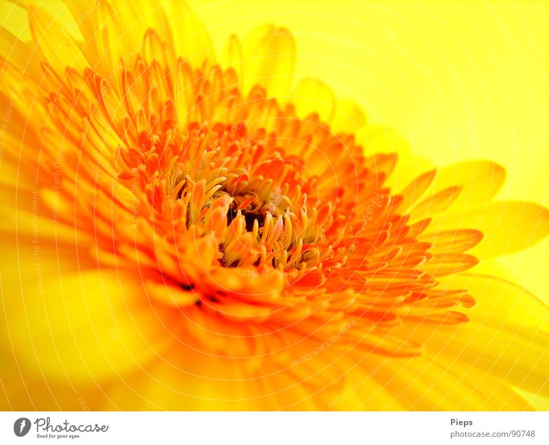 yellow gerbera Colour photo Interior shot Macro (Extreme close-up) Neutral Background Summer Nature Plant Flower Blossom Blossoming Yellow Transience Gerbera