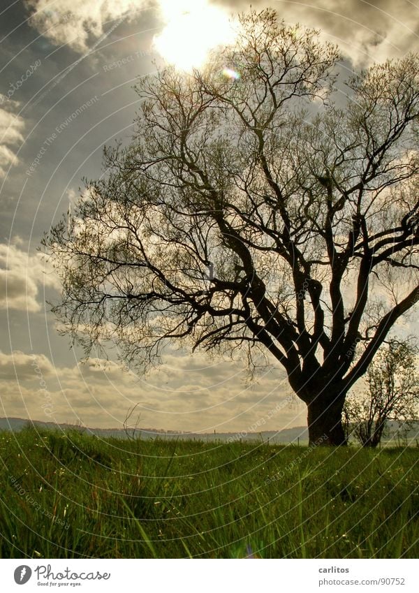 Stretch to the light ... Tree Back-light Spring Leaf Leaf bud Photosynthesis Oxygen Leaf green Blossom Fruit trees Boundary marking Rebus Worm's-eye view Clouds