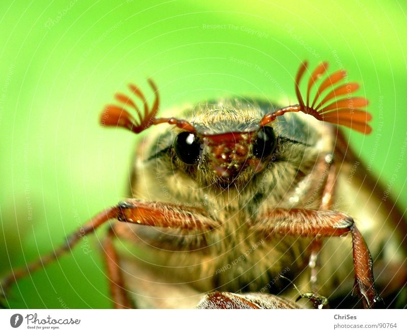 Early : Maikäfer_01 May bug April Insect Spring Green Brown Feeler Northern Forest Ready to start Depart Summer Macro (Extreme close-up) Close-up Beetle Eyes