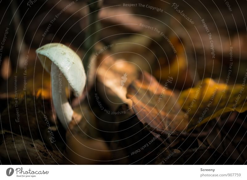 slanting position Nature Plant Earth Autumn Leaf Mushroom Mushroom cap Forest Growth Small Brown Yellow Optimism Serene Patient Calm Colour photo Exterior shot