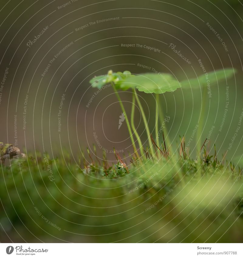 rain shelter Nature Landscape Plant Autumn Moss Leaf Wild plant Forest Growth Small Green Serene Calm Protection Colour photo Macro (Extreme close-up) Deserted