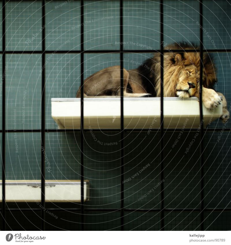 pixel-king Lion Zoo Animal Sleep Cage Grating Grief Captured Paw Environmental protection Living thing Shows To feed Land-based carnivore Big cat Masculine Pelt