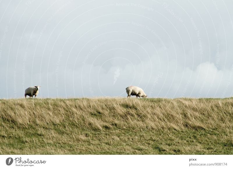 north frisia Calm Vacation & Travel Trip Freedom Landscape Plant Animal Sky Clouds Grass Meadow Coast North Sea Village Farm animal Sheep 2 Stand Wait Gray