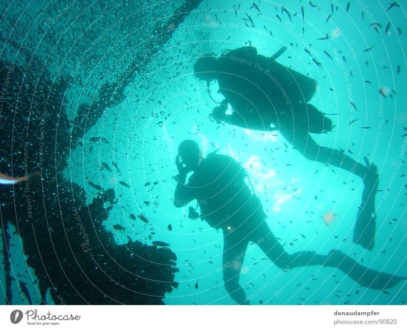 Under the Sea Maldives Dive Vacation & Travel Back-light 2007 Physics Cold Leisure and hobbies Wreck machafushi Water Blue Water wings Happy Sports Warmth