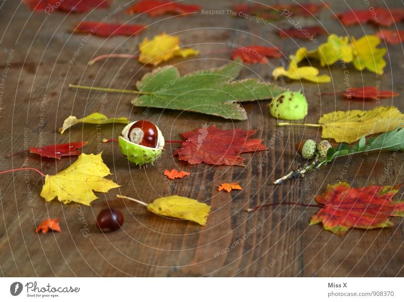 autumn collection Leisure and hobbies Playing Autumn Leaf Collection Wood Multicoloured Chestnut Acorn Maple leaf Wooden table Craft materials Handicraft