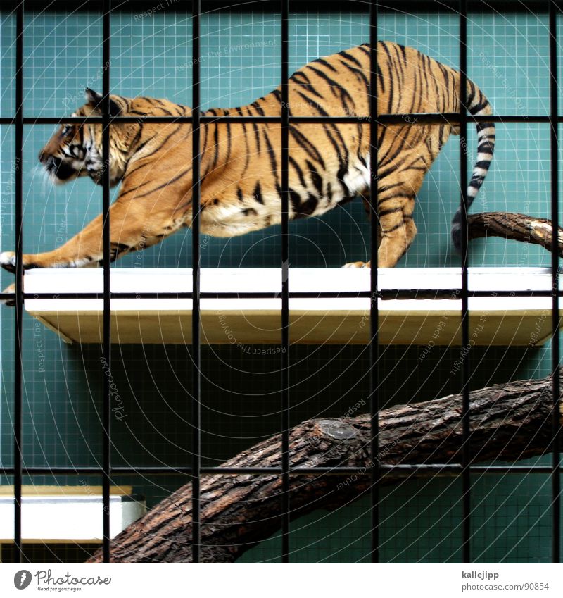 pixelated I Tiger Zoo Animal Sleep Cage Grating Grief Captured Paw Environmental protection Living thing Shows Land-based carnivore Big cat Masculine Pelt