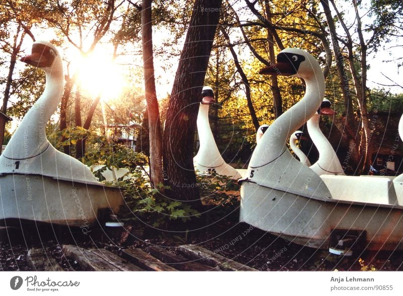 swans in the evening Swan Together Forest Tree Sunset Derelict night bird Old Loneliness amusement park Joy