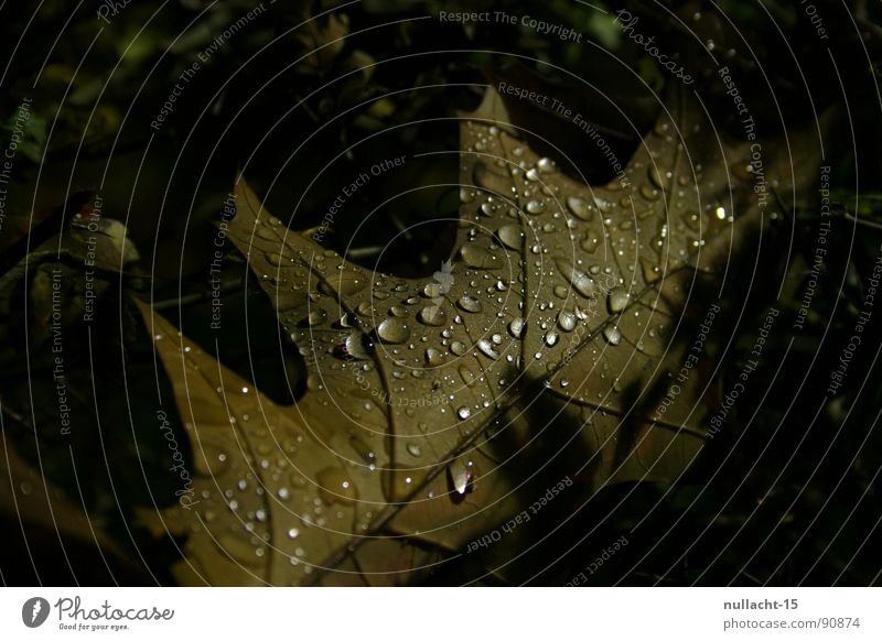 I'm cold Leaf Night Night shot Macro (Extreme close-up) Close-up Autumn Weather Drops of water Water Structures and shapes