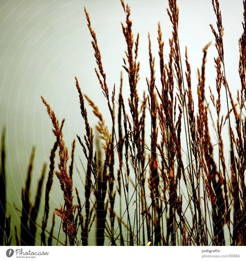 grass Grass Yellow Stalk Blade of grass Ear of corn Glittering Beautiful Soft Hissing Meadow Delicate Flexible Sensitive Pennate Back-light Summer Beach Coast