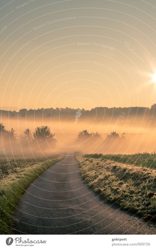 "Morning hour" and gold and such. Nature Landscape Plant Elements Air Cloudless sky Horizon Sunrise Sunset Sunlight Autumn Winter Beautiful weather Fog Meadow