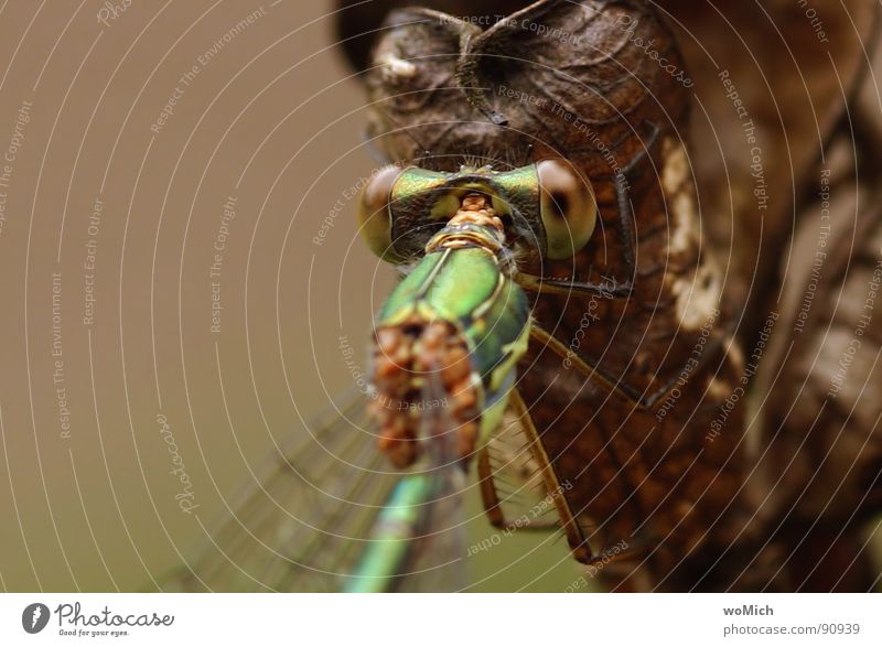 dragonfly Dragonfly Insect Near Macro (Extreme close-up) Summer Pond Body of water Meadow To hold on Detail Garden buzz Flying Relaxation Eyes Wing