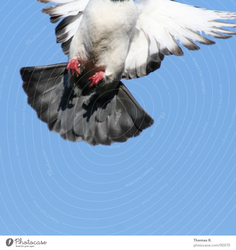 Speedbird nine zero six, cleared to land runway two four Dove of peace Mother hen Pigeon Beak Downy feather Gray White Eyes Bird 'flu Bird hunting Molt Judder
