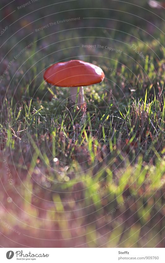 Fly agaric in beautiful autumn light Amanita mushroom Mushroom red mushroom hat red fungus Mushroom cap toxic fungus Amanita Muscaria Fall meadow