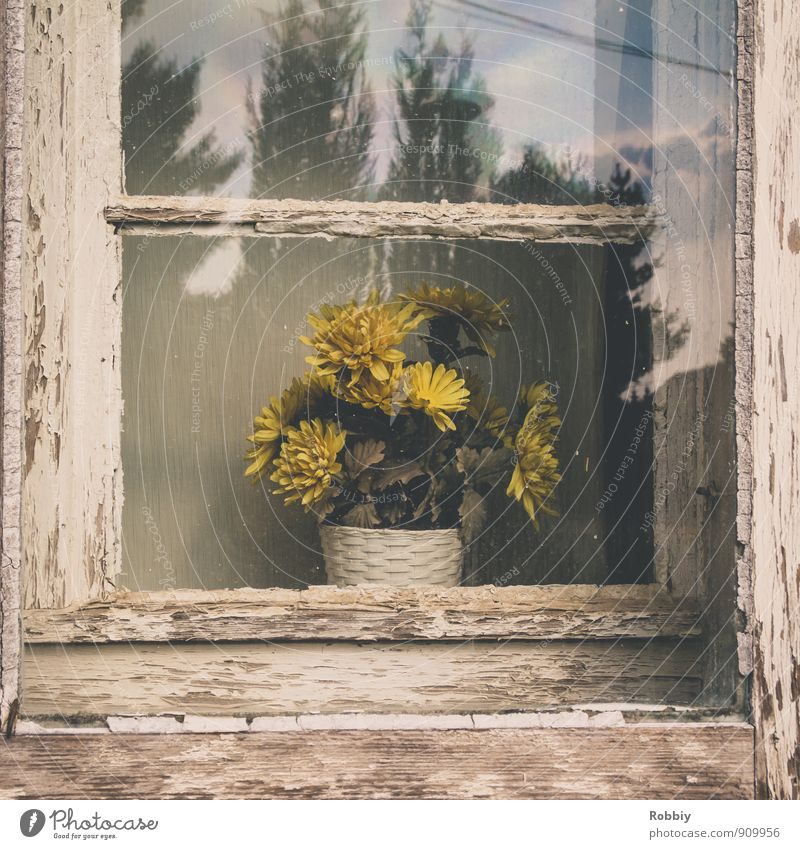 Fleur dans la fenêtre Flower Pot plant Facade Window Old Gloomy Dry Yellow Retro Window pane Plant Forget Past Shriveled Timeless Wood Erosion Transience