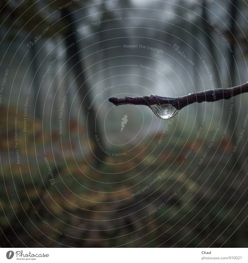 Dew drop Trip Hiking Environment Nature Plant Water Drops of water Autumn Bad weather Fog Tree "Branch," bud Forest Observe Dark Fluid Moody Calm Dream Sadness