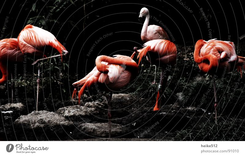 body care Flamingo Cleaning Red Feather Bird Pink Cozy Calm Arrangement Beautiful Pole Contentment Neck long neck contortions aesthetics