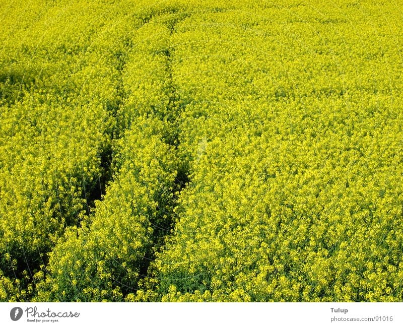 trace of rape Canola Yellow Tracks Tractor track Plant Canola field Oil Nature