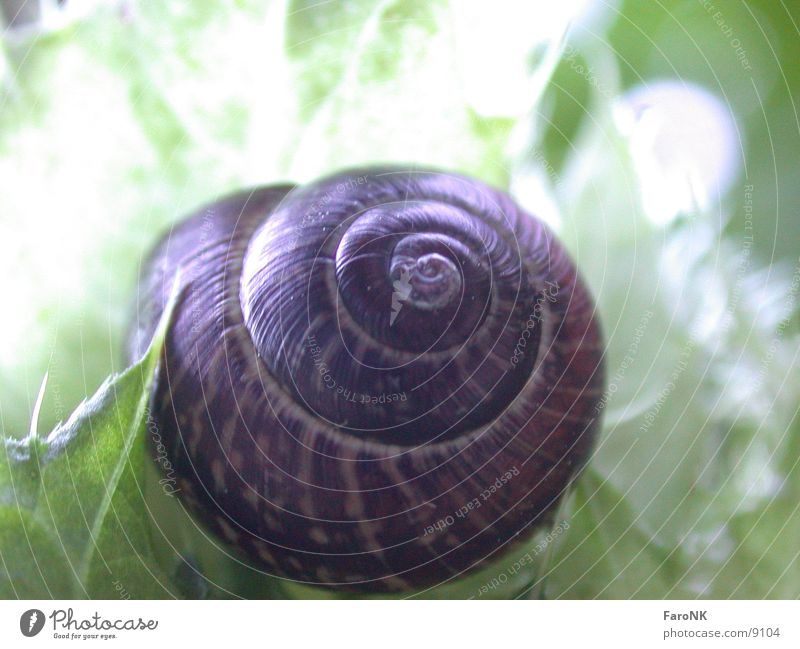 snail Animal Snail shell Transport