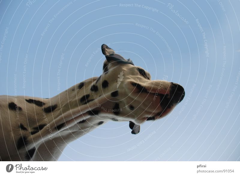 Dog from below - 7 Dalmatian Pet Animal Spotted Pelt Worm's-eye view Snout Patch Mammal chien enzo dalmation white black Sky Point Blue